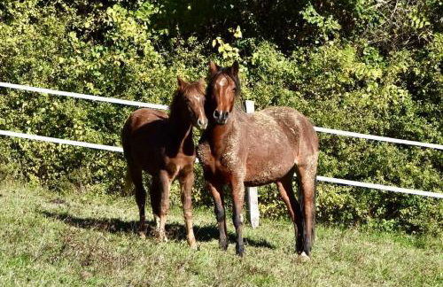Le Merlat Gite - Foto 11