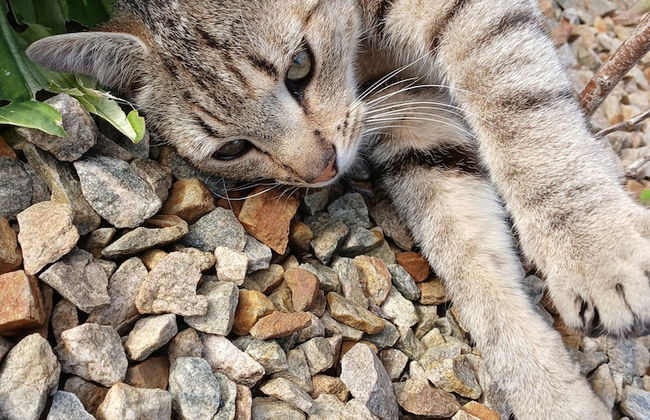 Comfortable Mobile Home in the Countryside - Foto 19