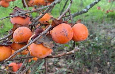 Refúgio da Águia - Foto 34