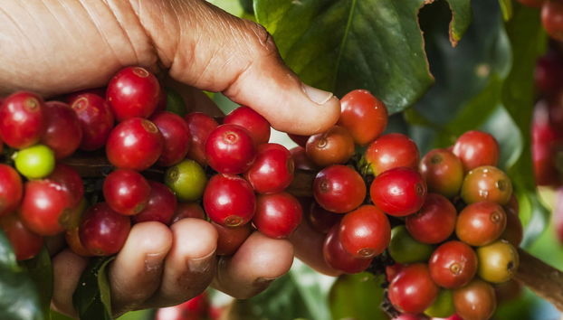 Tour do café por Jardín
