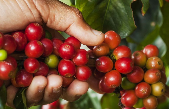 Tour do café por Jardín - Foto 5