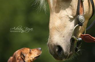 Sonnenhof, Ferienwohnung auf Reitanlage - Foto 37