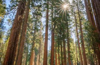 Mariposa Grove Creekside Retreat - To be featured on STAYCATION on the Destination Channel in 2026! - Foto 38