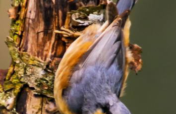 Pwllgwilym B & B - Foto 57