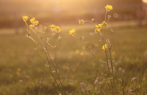 Robin Cabin with hot tub - Foto 26
