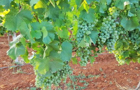 Villa Ginocchetti - Foto 10