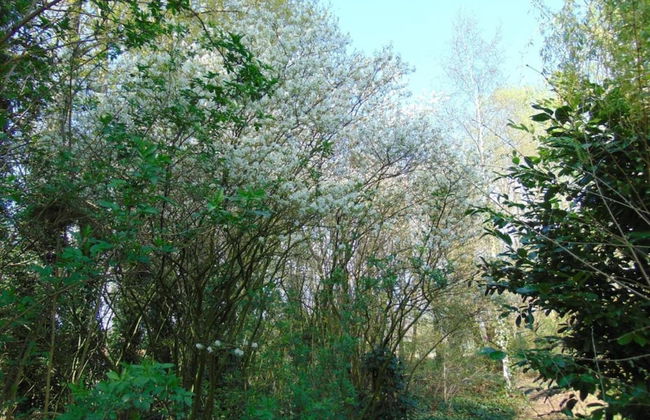 Chalet in Breebos Near Antwerpse Noorderkempen - Foto 36
