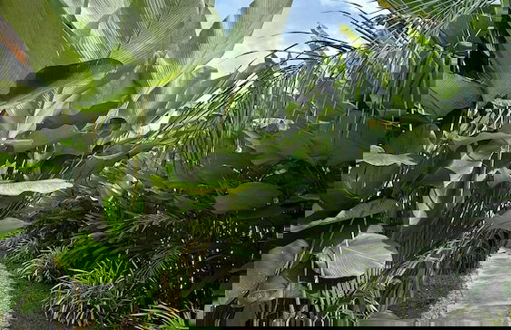 Yumi Villas Port Barton - Foto 65