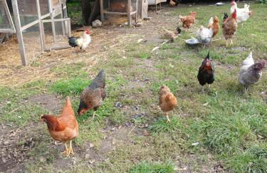 Les Jardins des 3 Provinces- Gîte - Foto 7