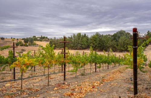 Steel City Cellars - Photo 19