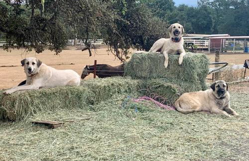 Amazing Loft on Horse Ranch - Foto 25