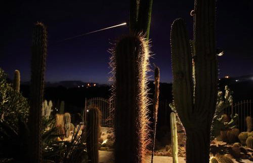 Garden Cactus - Foto 58