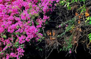 Garden House Pompei Vesuvio - Foto 10