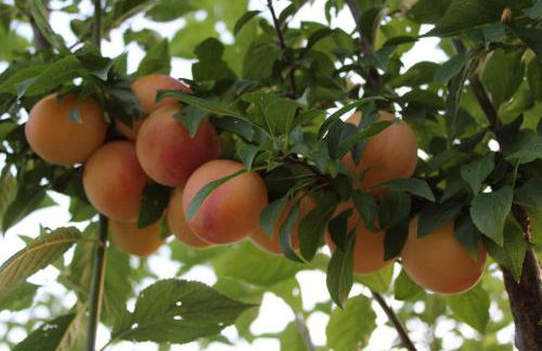 Ecolodge Selvitelle - Escape the Hectic and Submerge in the Nature of Cilento - Foto 34