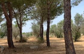 Tenuta Sidore - Foto 98