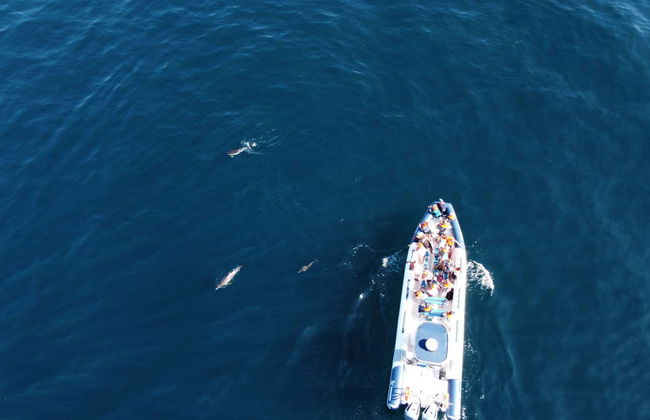 Avistamiento de delfines en Lagos - Foto 10