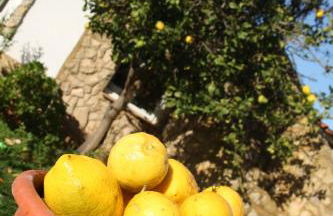 Casinhas da Figueira - Foto 74