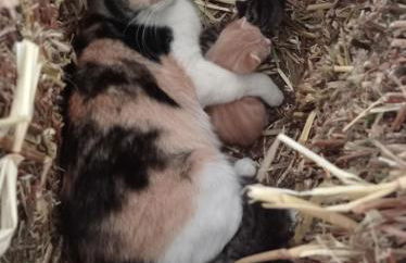 Agriturismo Mandriagiumenta - Foto 28