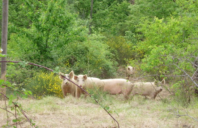 Farmhouse in Tuscany With Pool & Valley Views - Foto 32