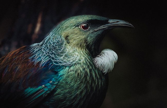 Treetops - Forest Escape - Onetangi - Foto 25