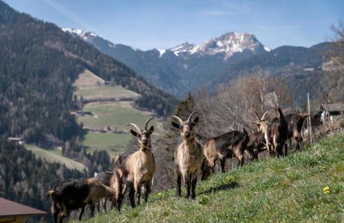 Hinterscholerhof - Photo 36