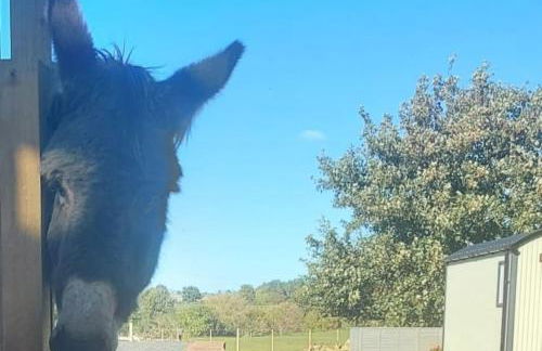 Delightful cosy shepherd's hut at Victorian Station - Foto 19