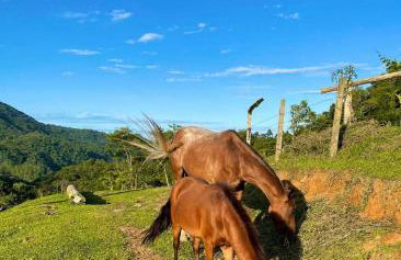 Recanto Fogo na Taça - Foto 33