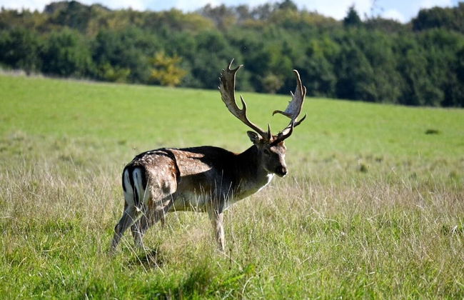 6 Person Holiday Park Home in Middelfart - Foto 20