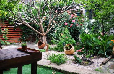 Plumeria Flowery - Foto 37