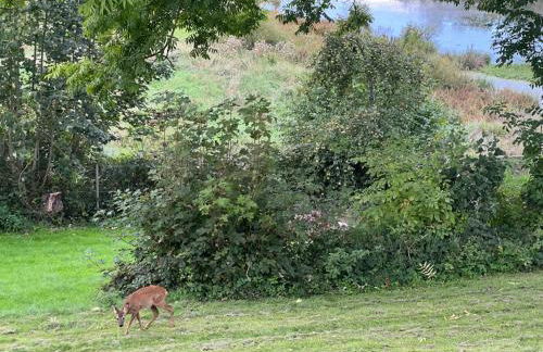 foresthaus - Foto 32