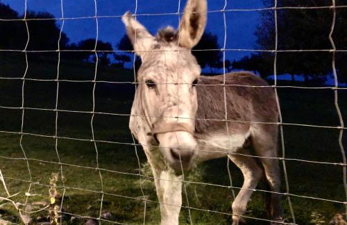 Montado Village - Foto 38