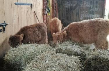 Jaworowa Zagroda - Foto 13