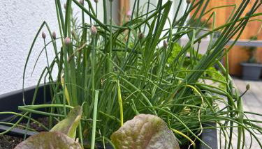 Ferienwohnung Aigner - Foto 4