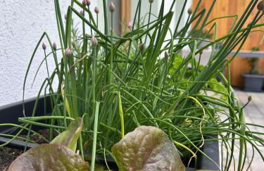 Ferienwohnung Aigner - Foto 4