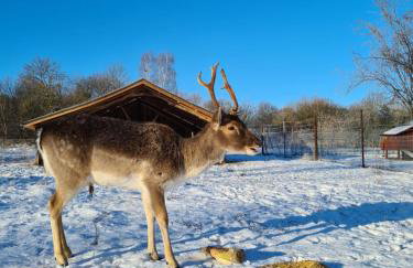 Agroturystyka Nad Stawem - Foto 19