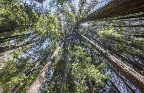 Norcal Hideaway - Dogs OK - Foto 9