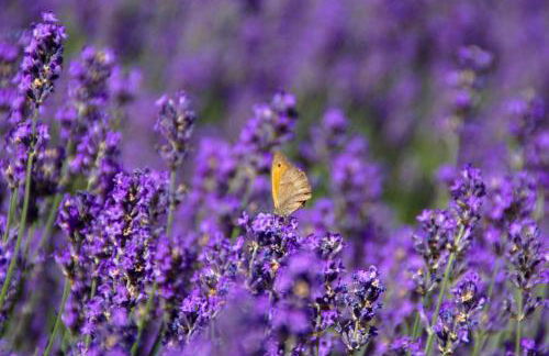 Domaine De La Licorne - Foto 12