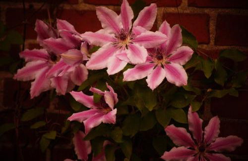 FeWo Düver - Foto 26