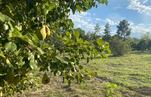 Monte da Marouca-Mont’Argil - Foto 69