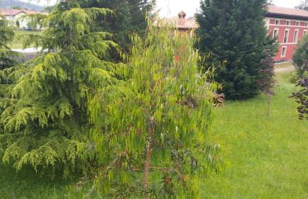 Posada Santa Eulalia - Foto 38