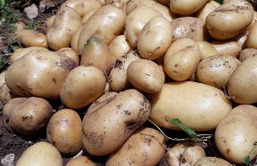 Villa Evita Apartments - Foto 71