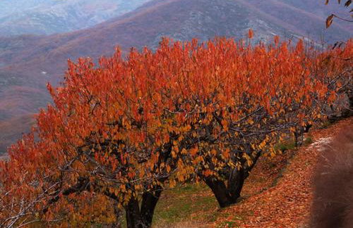 El Cantillo del Jerte - Foto 37