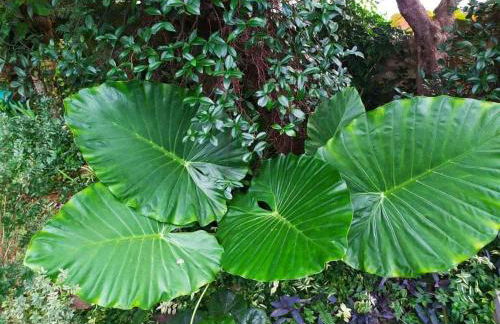 Olive Lemon Biophilic House & Lush Forest Garden - Foto 48