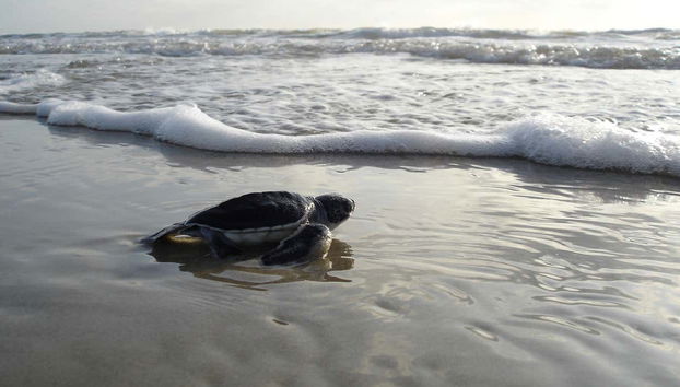 El Verde Camacho Sea Turtle Sanctuary Trip - Foto 2