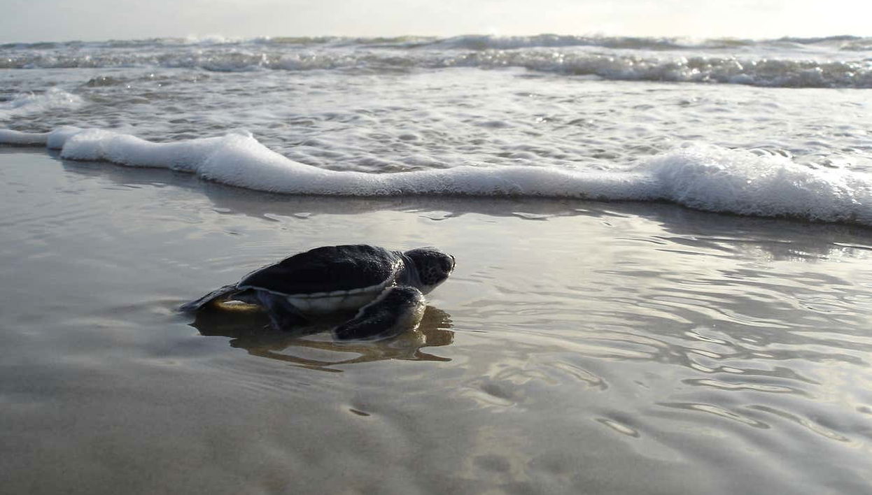 Tartaruga-oliva a caminho do mar