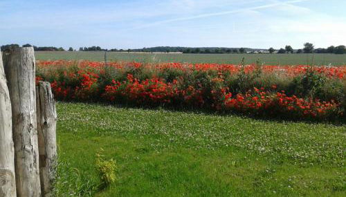 Haus Kranichfeld Wohnung T - Foto 3