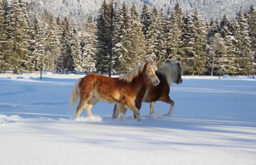 Ferienhof Zum Sagschneider - Foto 22