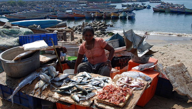 Visite du village de pêcheurs de Vizhinjam - Photo 3