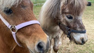 Fachwerkzauber Eggenbach - Foto 5
