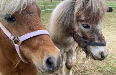 Fachwerkzauber Eggenbach - Foto 5